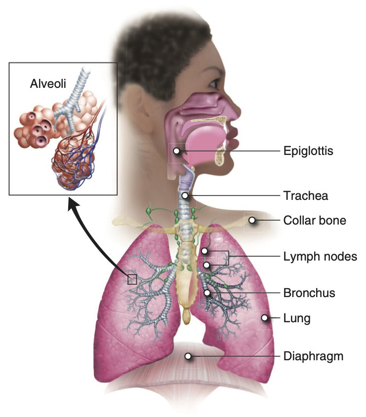 Oli Drawing Lower Respiratory Tract And Detail Of Alveoli English